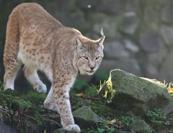 Balkan Lynx - March 03 - World Wildlife Day